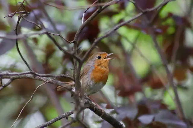 oiseau chantant sur les branches d'un arbre